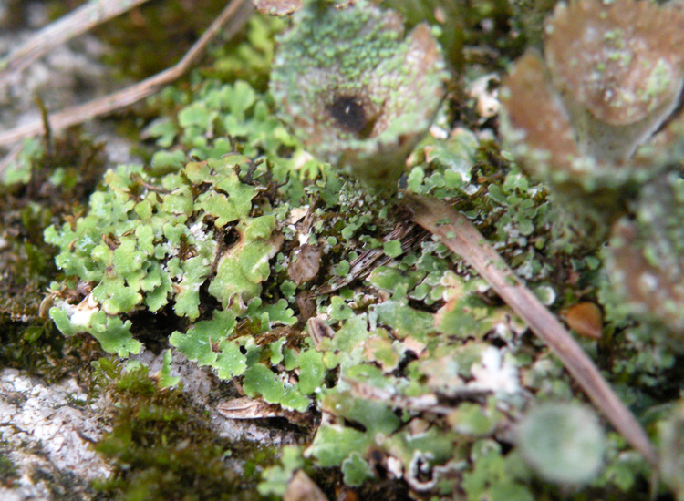 Cladonia sp su roccia silicea